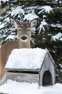 Cottage for Rent, Lake Bernard, Sundridge,Free WIFI 2.5 hours north of Toronto-Winter Ready