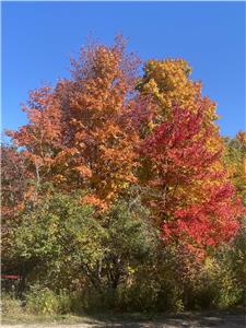 Amazing Fall Colours near Algonquin  Park , Private Cabin Farm Stay, Walking Alpacas,Hiking