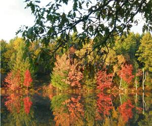 Beautiful Muskoka Cottage, SPECTACULAR Waterfront, OPEN Fall Weekends